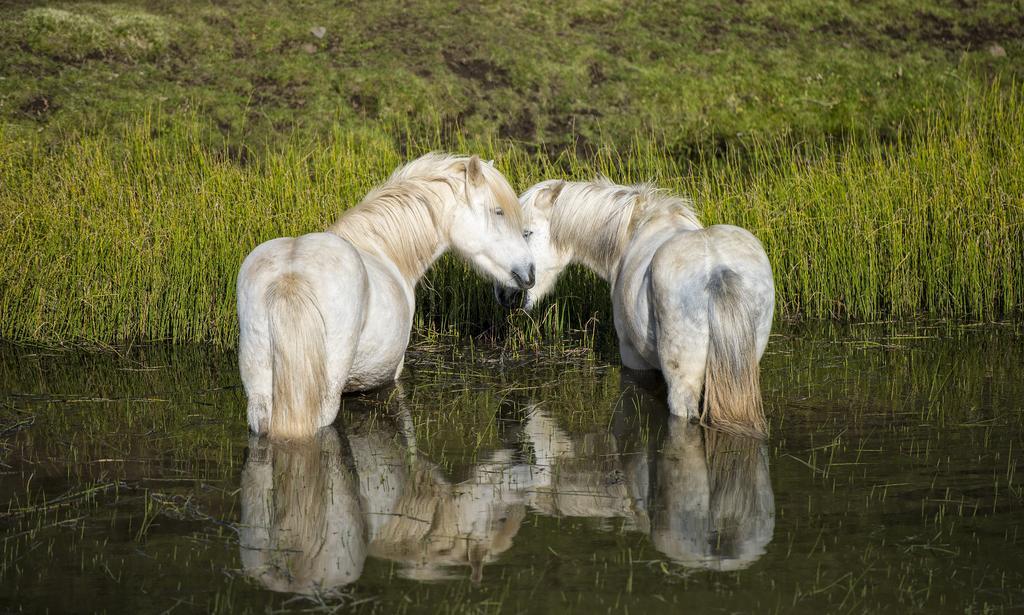 Hunavellir Guesthouse Blonduos Exteriér fotografie